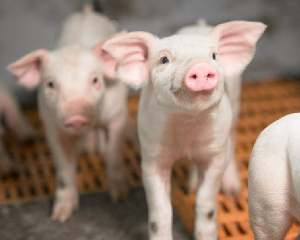 «Агроэко» построила еще один свинокомплекс в Тульской области