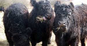 Томская область: компания «Спас» формирует племенное ядро стада галловейской породы