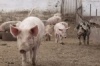 Казахстан: в Жамбылской области построят мощный свинокомплекс