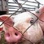 На сало объявят карантин. Россия, Белоруссия и Украина сообща будут действовать против африканской чумы свиней На сало объявят карантин. Россия, Белоруссия и Украина сообща будут действовать против африканской чумы свиней