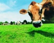 В 2011 году поголовье крупного рогатого скота в России увеличилось лишь на 0,5%