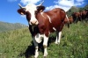 В Челябинской области на поддержку мясо-молочной отрасли выделено 280 млн. рублей