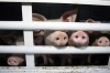 В Псковской области ограничили ввоз продукции свиноводства из Белоруссии