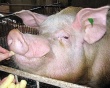 Японские свиноводы обеспокоены возвращением свиной диареи