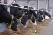 Казахстан: В Аркалыке начали разводить заокеанских коров 