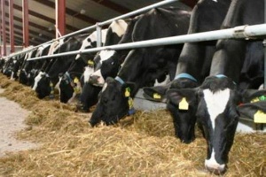 В Курской области аграрии определились с планами работ на 2015 год