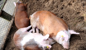 Новый случай инфицирования домашних свиней в Латвии