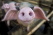 Украина готова информировать потенциальных импортеров свинины о ситуации с АЧС