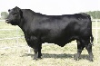 ООО "Алтай" приобрело более 260 голов крупного рогатого скота абердин-ангусской породы 