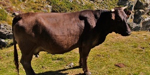 Северная Фрисландия: стадо коров гоняется за полицейскими