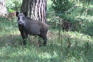 Популяция кабанов в польских лесах еще слишком велика
