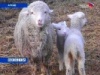 Овцеводство поднимают на ноги