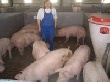 В Калининградской области строят свинокомплекс