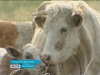 В хозяйствах Оренбуржья во всех категорий снизилось поголовье коров