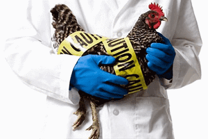 Птичий грипп вредит аграрному сектору США