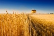 Российский экспорт зерна в июле упал на 40 процентов
