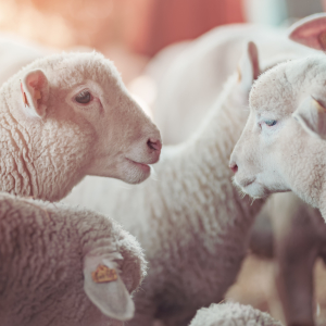 «Дамате» начала строить селекционно-генетический центр племенного овцеводства
