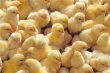 Хозяева «Сибирской губернии» пытались вывезти из Хакасии 32 тыс цыплят