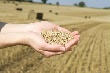 На юге России ускорился рост цен на пшеницу, стоимость кукурузы снизилась