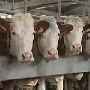 Краснодарский край: власти выделят 500 млн рублей на создание семейных ферм Краснодарский край: власти выделят 500 млн рублей на создание семейных ферм