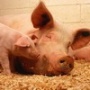 Минсельхоз выделит 1,3 млрд рублей для белгородских свиноводов