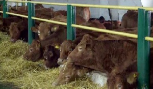 В Северный Казахстан завезли элитную партию коров породы «лимузин»