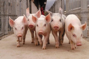 В Нижегородской области начинается строительство крупного свинокомплекса
