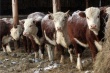 Cахалинское предприятие «Апис» приобретет в Алтайском крае племенной скот