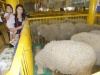 В Волгоградской области развивают овцеводство