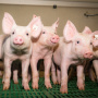 В Приморье почти завершили зачистку свинокомплексов от АЧС