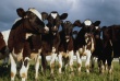 Подмосковные предприятия АПК увеличат поголовье скота почти на 3 тыс