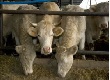 Россельхознадзор не допустит уничтожения крупного рогатого скота из-за вспышек ящура