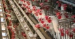 Оштрафованные на Ставрополье птицефабрики обжаловали постановление УФАС