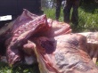 В Крыму возникла проблема с утилизацией тухлого мяса