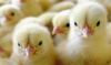 На пожаре в птичнике ЗАО "Агрофирма Боровская" погибли 4 тыс цыплят