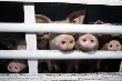 В Псковской области ограничили ввоз продукции свиноводства из Белоруссии