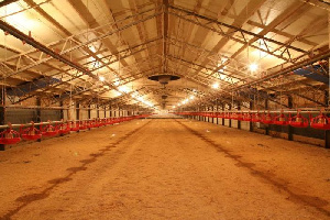 В Брянске сообщили о банкротстве птицефабрики «Снежка»