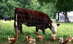 В Адыгее производство скота и птицы на убой увеличилось на 21,7%