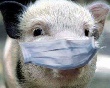 В Чебоксарах незаконно продают свинину, заражённую африканской чумой