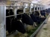 Фермеры Липецкой области заинтересовались опытом производства мраморного мяса