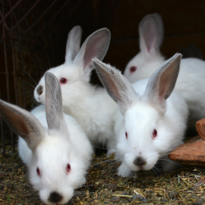 «Полонис групп» планирует построить кролиководческую ферму за 2 млрд рублей