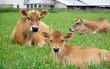 Отказ от выпаса скота может сократить выбросы метана на четверть