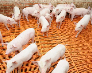 В Башкирии могут построить свиноводческий комплекс