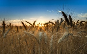 Россия в этом сельхозгоду может экспортировать еще 5 млн тонн зерна