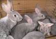 Российско-китайские кролики из Воронежа накормят россиян