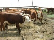 Южноуральские животноводы повышают продуктивность за счет улучшения генофонда скота