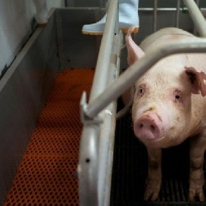 Курский производитель свинины «Реут» признан банкротом