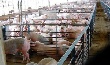 В России начинают действовать новые требования к уровню безопасности свиноводческих хозяйств