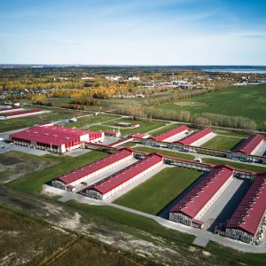 «Боровская» птицефабрика заключила два договора на поставку яиц и цыплят на 41,8 млн рублей