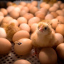 Птицефабрика «Томская» закупила в Турции более 5,8 млн инкубационных яиц